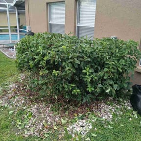 Bush Trimming by QA'd Residential Services reviewed on August 17, 2025