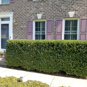 Bush Trimming by Lamberts Lawn trim and maintenance reviewed on August 16, 2025