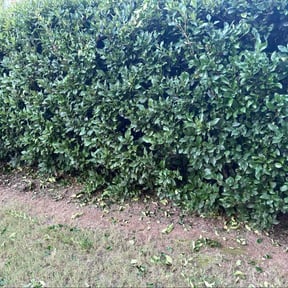 Bush Trimming by MG Lawn and Tree Service reviewed on October 21, 2025