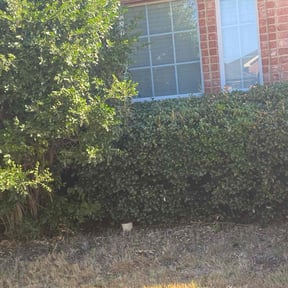 Bush Trimming by O.R Landscaping reviewed on October 20, 2025