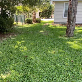 grass maintenance by reviewed on November 9, 2017