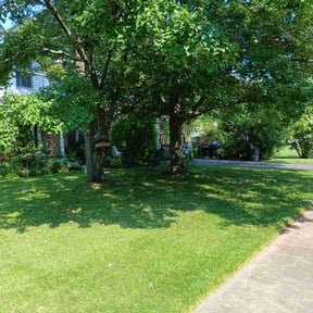 turf care by Precision Landscaping & more reviewed on September 20, 2025