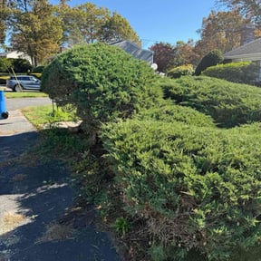 Bush Trimming by Lullabee Farms reviewed on October 20, 2025