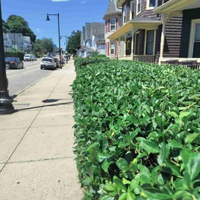 Bush Trimming by Cutz Lawn Care reviewed on August 15, 2025