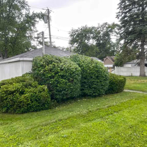 Bush Trimming by Peniel Landscape reviewed on June 5, 2026