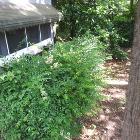 Bush Trimming by Mowasis Lawn Care Services reviewed on August 17, 2025
