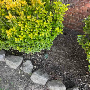 Flower Bed Weeding by DZ Lawn Care reviewed on July 4, 2026