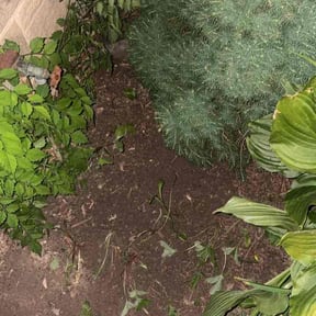 Leaf Removal by Dj Lawn Service reviewed on August 29, 2026