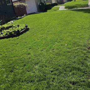 lawn service by Magnus Lawn Maintenance reviewed on August 19, 2025