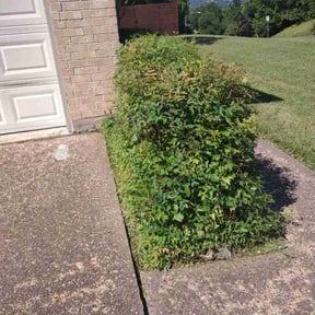 Bush Trimming by RTH Lawn Service & Landscaping LLC reviewed on August 20, 2025