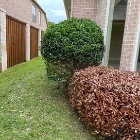 Bush Trimming by Trash Cupid Rental reviewed on August 16, 2025