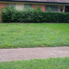 Bush Trimming by Jeri Cleaning Services reviewed on August 20, 2025