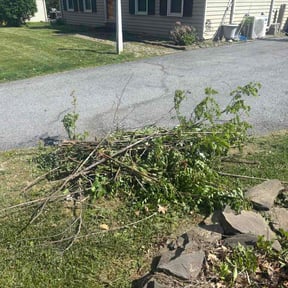 Bush Trimming by RC Lawns reviewed on May 10, 2026
