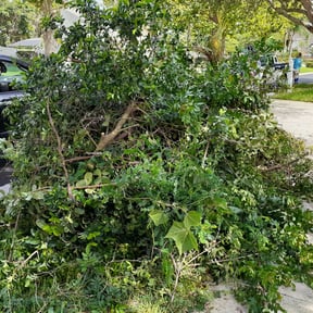 Bush Trimming by Quintana landscaping reviewed on August 15, 2025