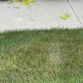 Bush Trimming by Cook&#039;s Lawn Service reviewed on November 7, 2025