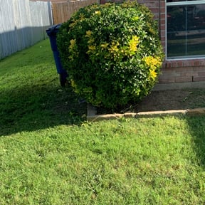 Bush Trimming by Hd landscape reviewed on August 18, 2025
