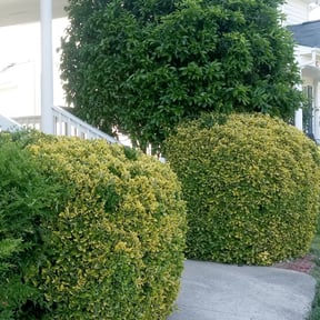 Bush Trimming by All in lawn services reviewed on August 20, 2025