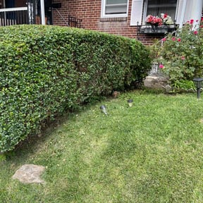 Bush Trimming by ArmStrongs Lawncare reviewed on August 21, 2025