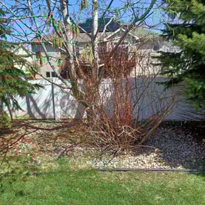Bush Trimming by A CUT ABOVE LAWNCARE reviewed on August 15, 2025
