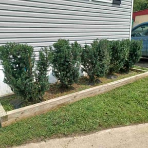 Bush Trimming by Luke's lawn care reviewed on August 16, 2025