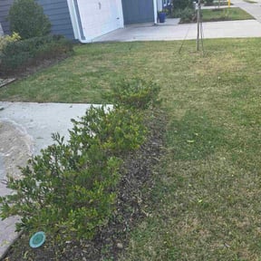 Bush Trimming by Prime Lawn Service . reviewed on January 7, 2026