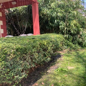 Bush Trimming by Lawn Care reviewed on August 19, 2025