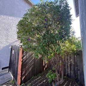 Bush Trimming by Cutting up Lawn and Tree Care reviewed on August 18, 2025