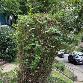 Bush Trimming by TaylorScapes,llc reviewed on August 20, 2025