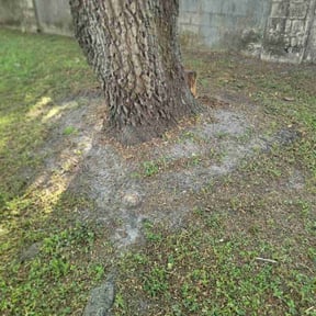 Leaf Removal by Bigdogs Property Maintenance reviewed on September 21, 2025