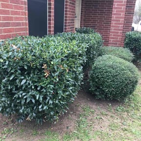 Bush Trimming by 618'S Snappin Out Lawn Care reviewed on August 18, 2025