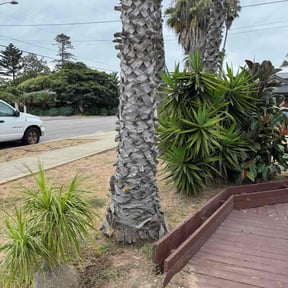 Bush Trimming by Terra Verde Landscape &amp; Design reviewed on October 19, 2025