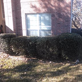 Bush Trimming by 5280 Lawn Care reviewed on August 16, 2025