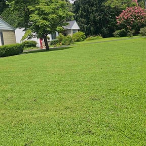 yard service by Stephenson's Landscaping reviewed on August 21, 2025