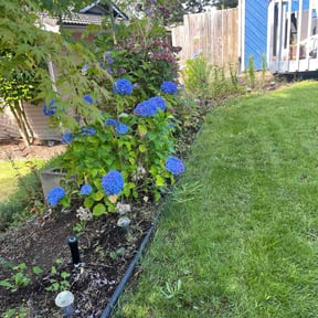 Bush Trimming by Keen Masonry reviewed on October 19, 2025