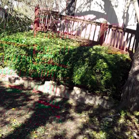 Bush Trimming by AllTex Home And Commercial Services reviewed on August 20, 2025