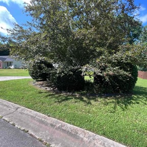 Bush Trimming by Willow Hill Landscaping & Lawn Care reviewed on August 17, 2025