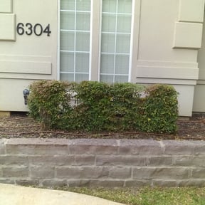 Bush Trimming by Transit LLC reviewed on August 17, 2025