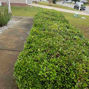 Bush Trimming by Stay True General Living Company reviewed on November 18, 2025