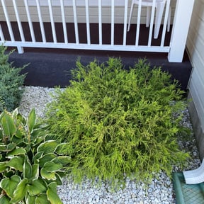 Bush Trimming by JohnRobert Lawn&Garden reviewed on August 20, 2025