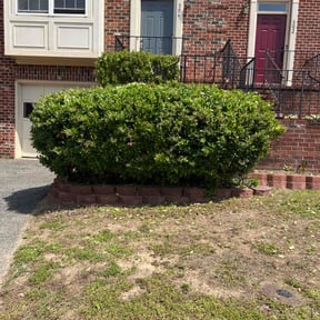 Bush Trimming by Edgar Yanez Services reviewed on August 19, 2025
