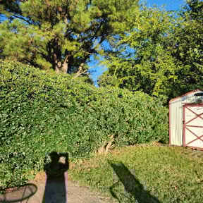 Bush Trimming by Candanoza Lawn Service reviewed on October 19, 2025