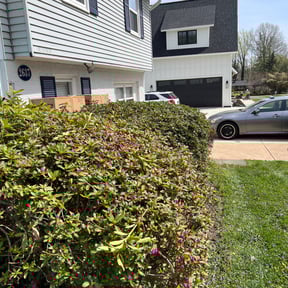 Bush Trimming by SANTOS LAWN SERVICE reviewed on August 18, 2025