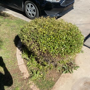 Bush Trimming by Wgm landscaping reviewed on August 17, 2025
