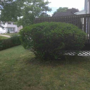 Bush Trimming by This & That reviewed on August 15, 2025