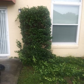 Bush Trimming by Moo&#039;s Mowing, LLC reviewed on May 16, 2024