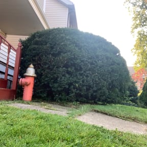 Bush Trimming by Nateure's services reviewed on August 18, 2025