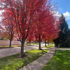 Leaf Removal by GarceScape Solutions LLC reviewed on November 9, 2025