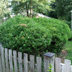 Bush Trimming by Simple Scapers reviewed on August 16, 2025