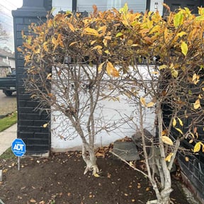 Bush Trimming by Radd Yard Co. reviewed on October 22, 2025