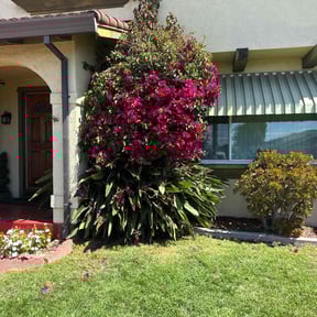 Bush Trimming by Logan's Lawn Care reviewed on January 4, 2026